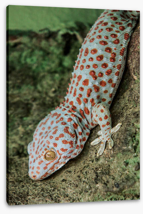 Reptiles