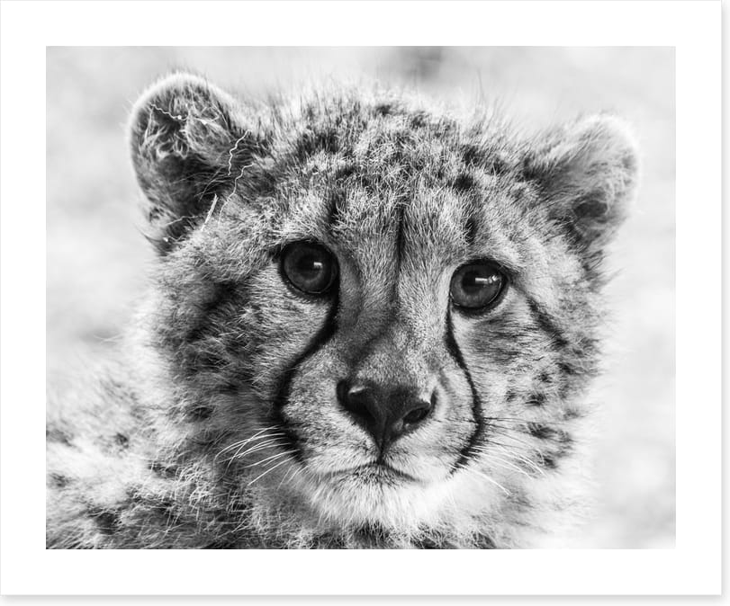 Little cheetah