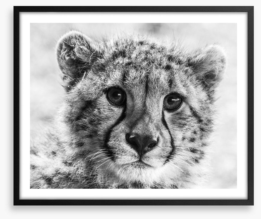 Little cheetah