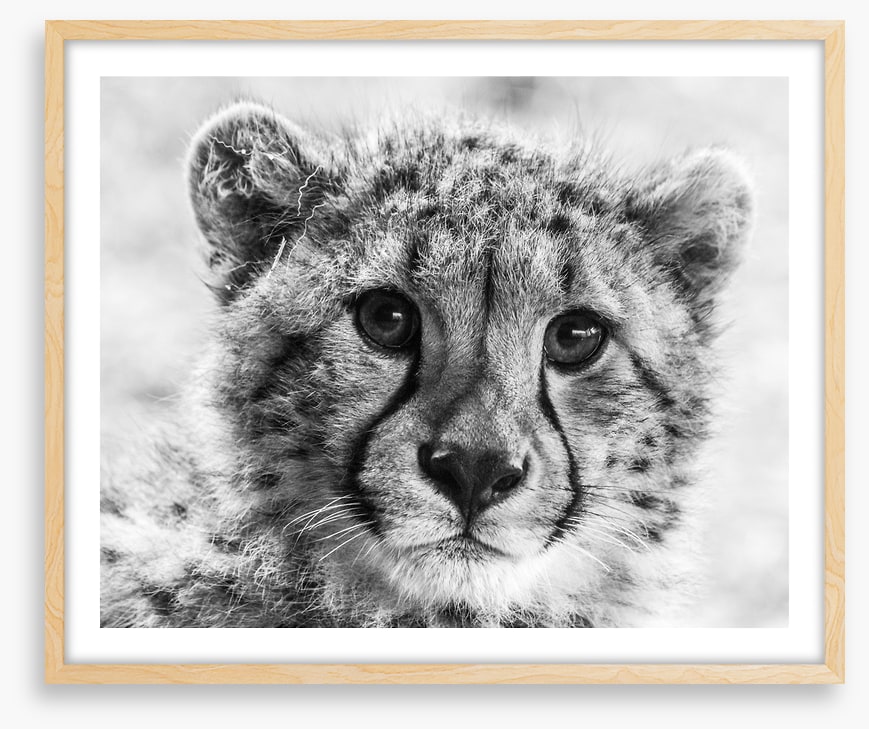 Little cheetah