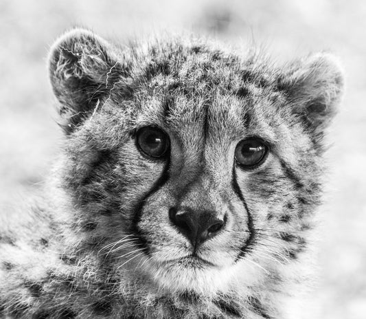 Little cheetah