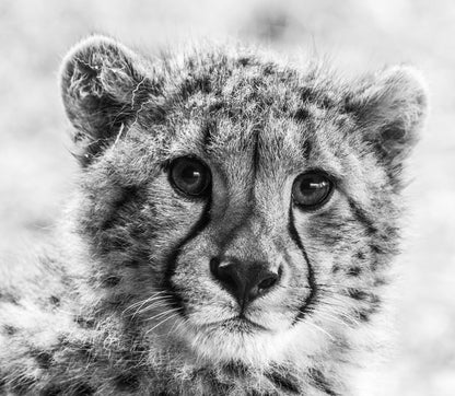 Little cheetah