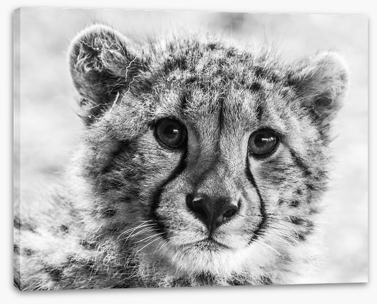 Little cheetah
