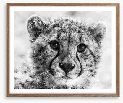Little cheetah