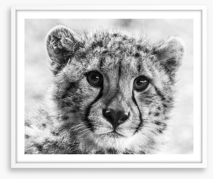 Little cheetah
