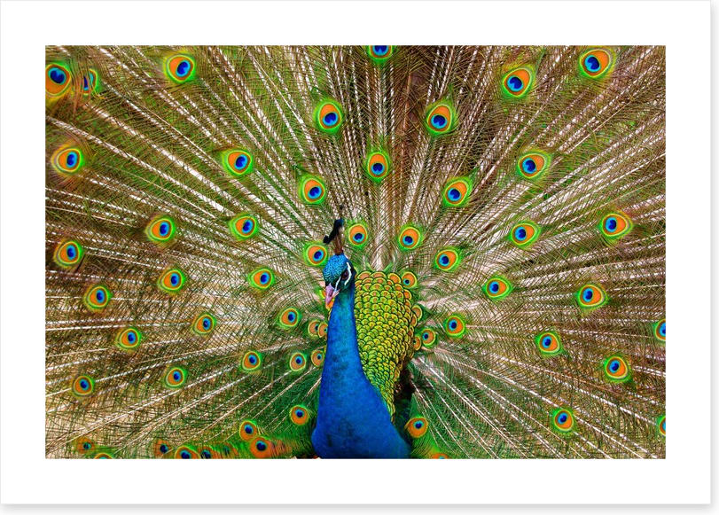 Peacock pride