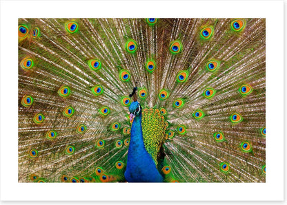 Peacock pride