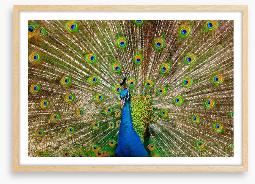 Peacock pride