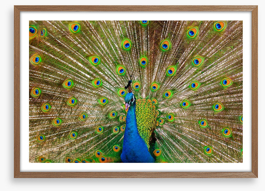 Peacock pride