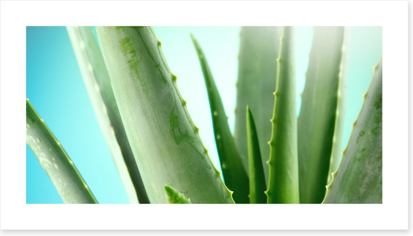 Aloe vera