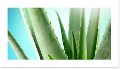 Aloe vera