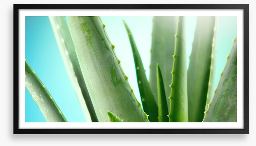 Aloe vera