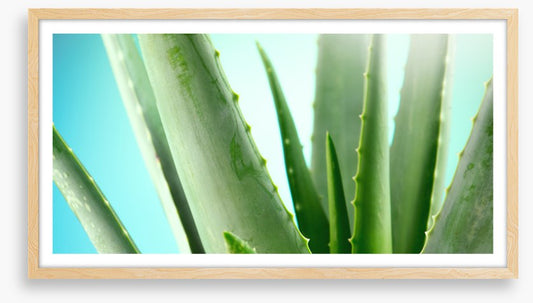 Aloe vera