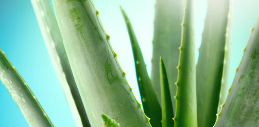 Aloe vera
