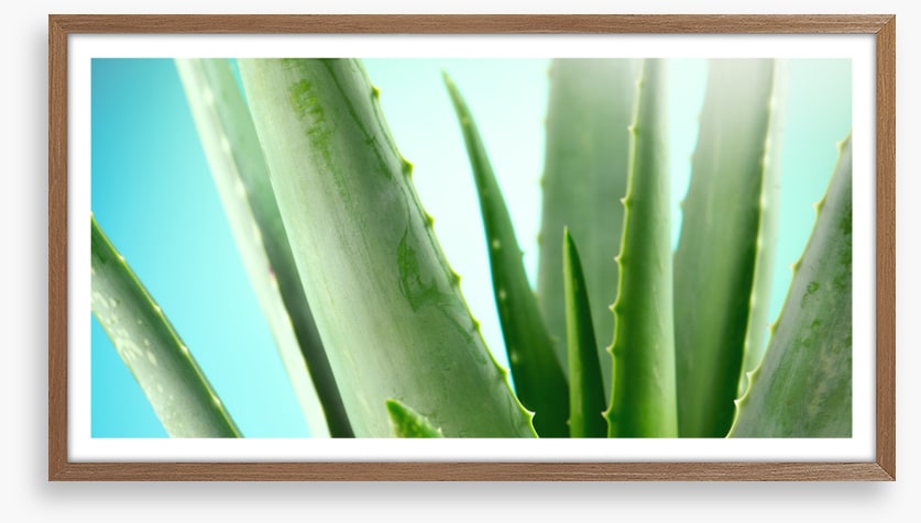 Aloe vera