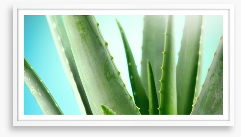 Aloe vera