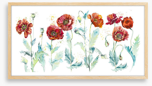 Seven poppies