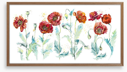 Seven poppies