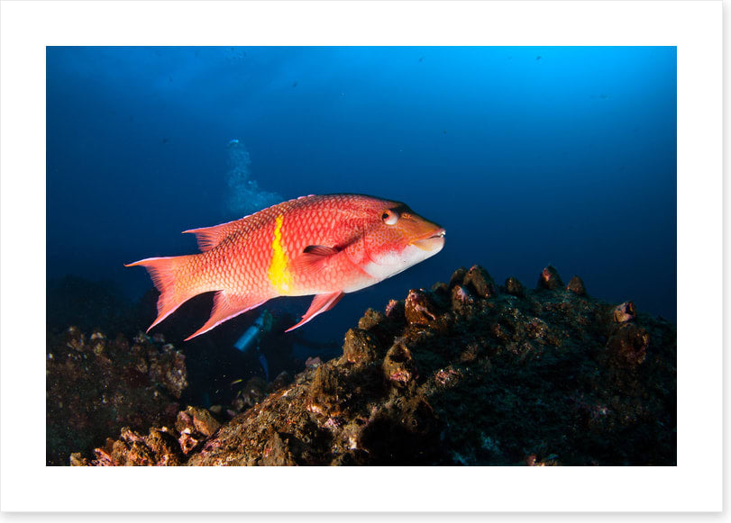 Mexican hogfish