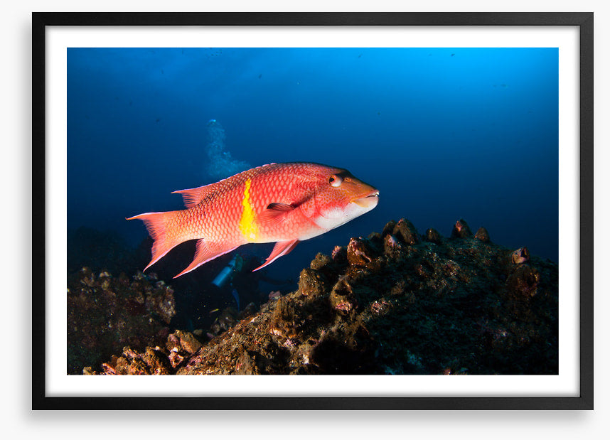 Mexican hogfish