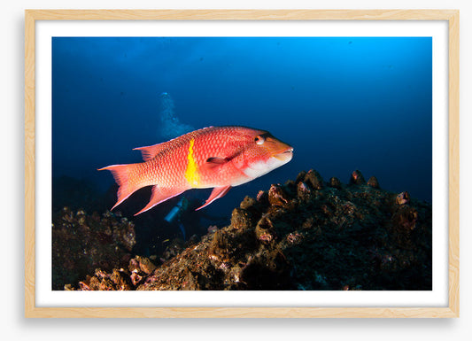 Mexican hogfish