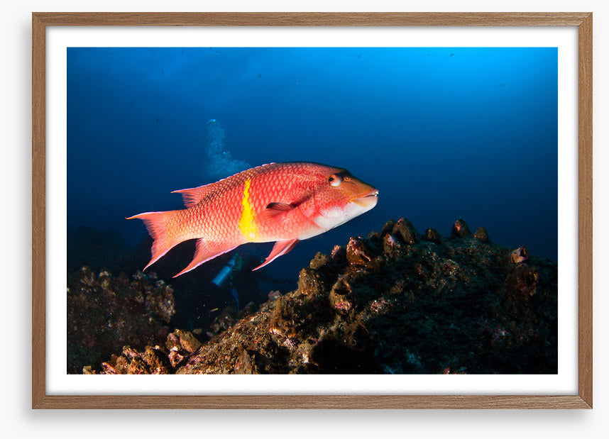 Mexican hogfish