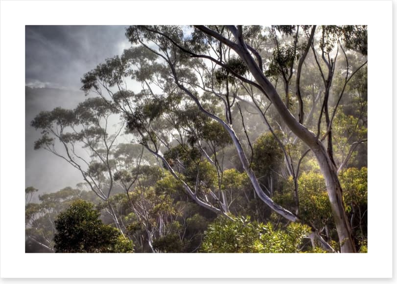 Eucalyptus light