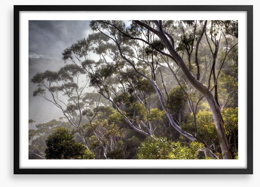 Eucalyptus light