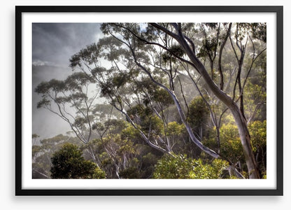 Eucalyptus light
