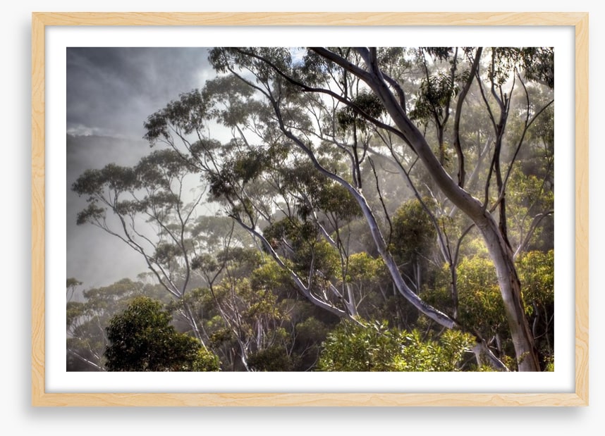 Eucalyptus light