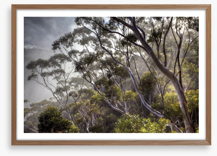 Eucalyptus light