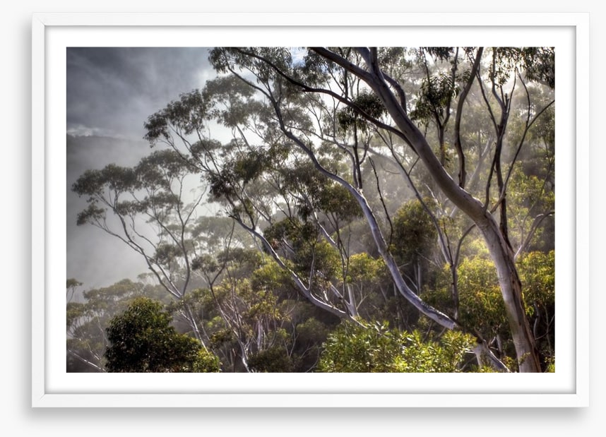 Eucalyptus light