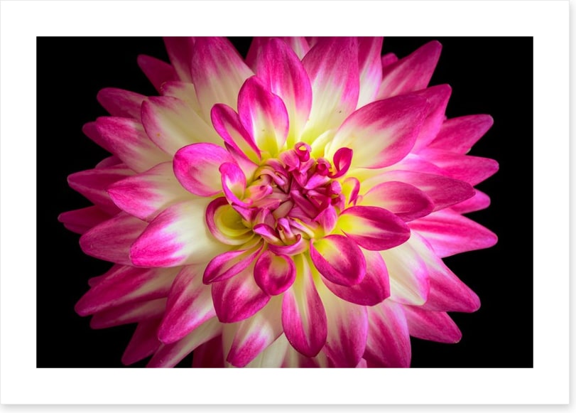 Divine dahlia