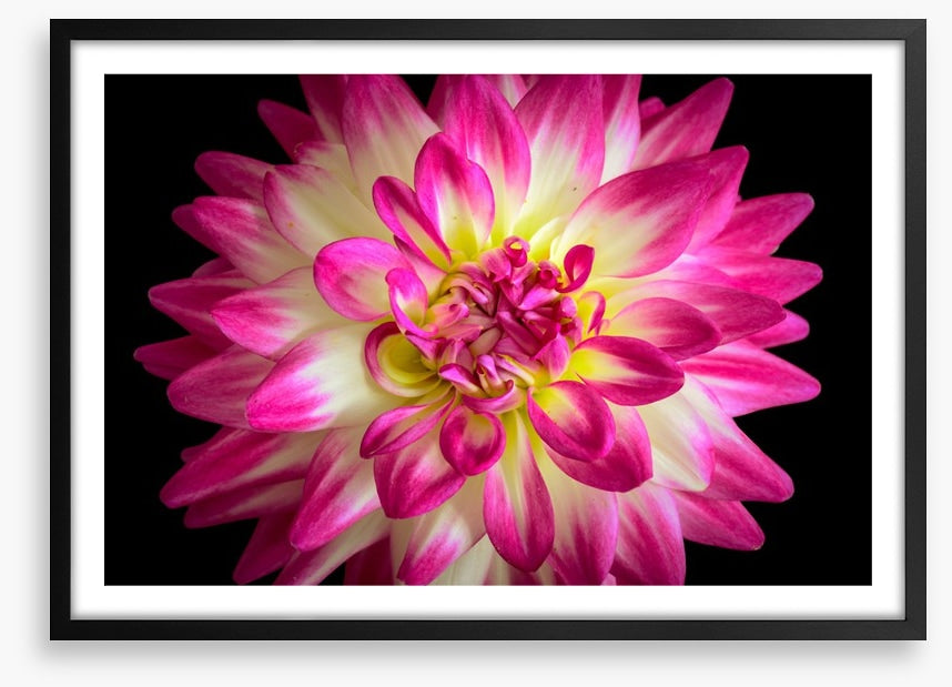 Divine dahlia