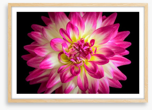 Divine dahlia