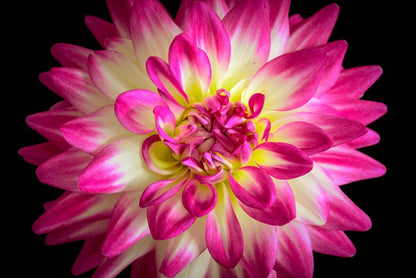 Divine dahlia