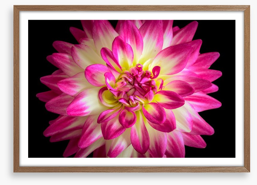 Divine dahlia