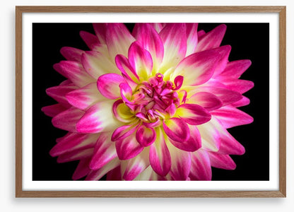 Divine dahlia