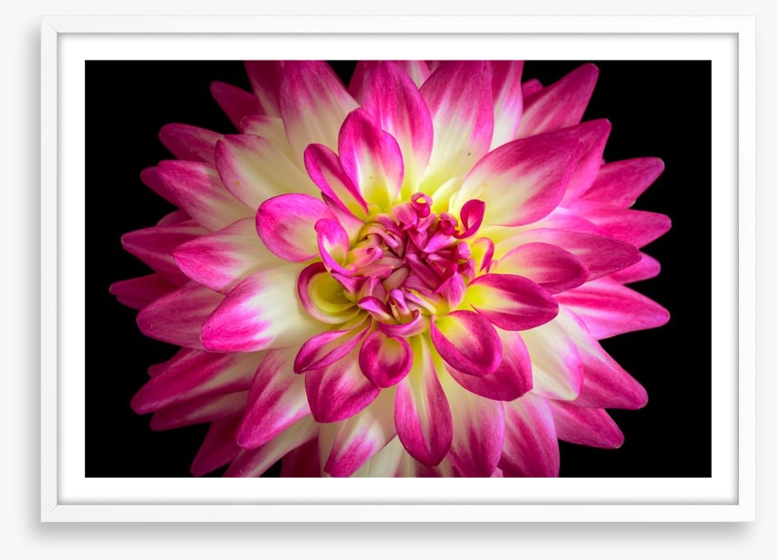 Divine dahlia