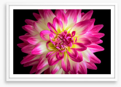 Divine dahlia