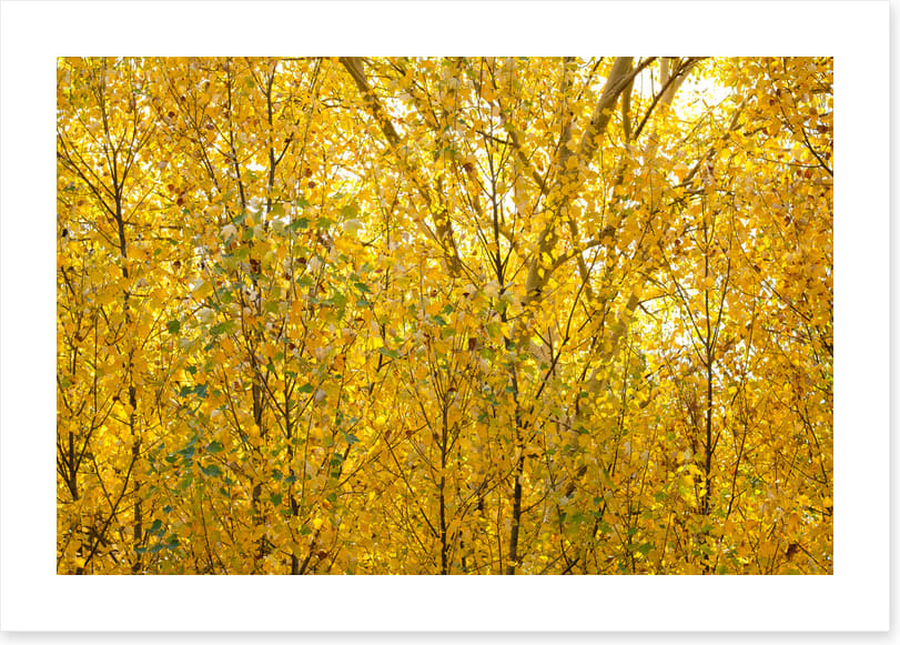 Burnished birch