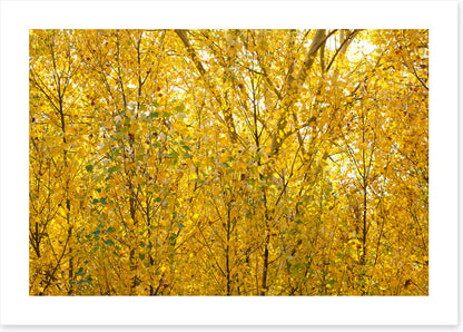 Burnished birch