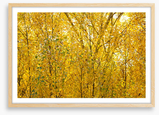 Burnished birch