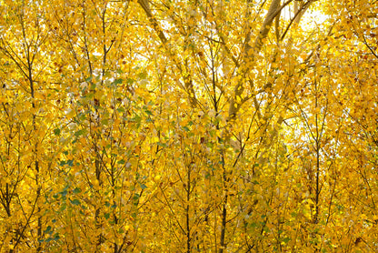 Burnished birch