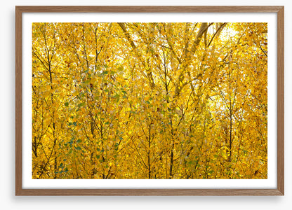 Burnished birch