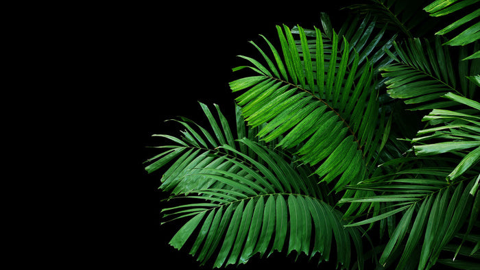 Leaves