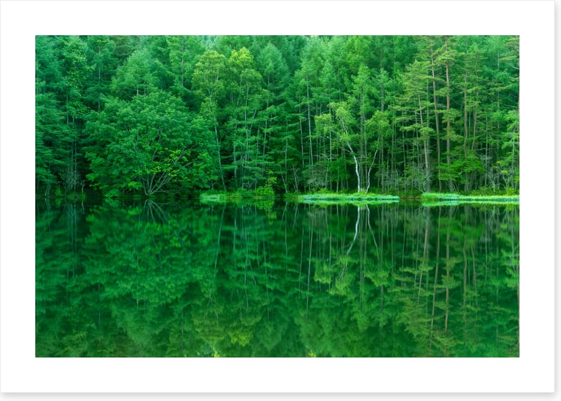 Green forest lake