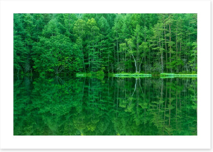 Green forest lake