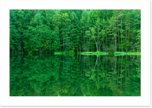 Green forest lake