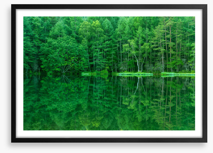 Green forest lake